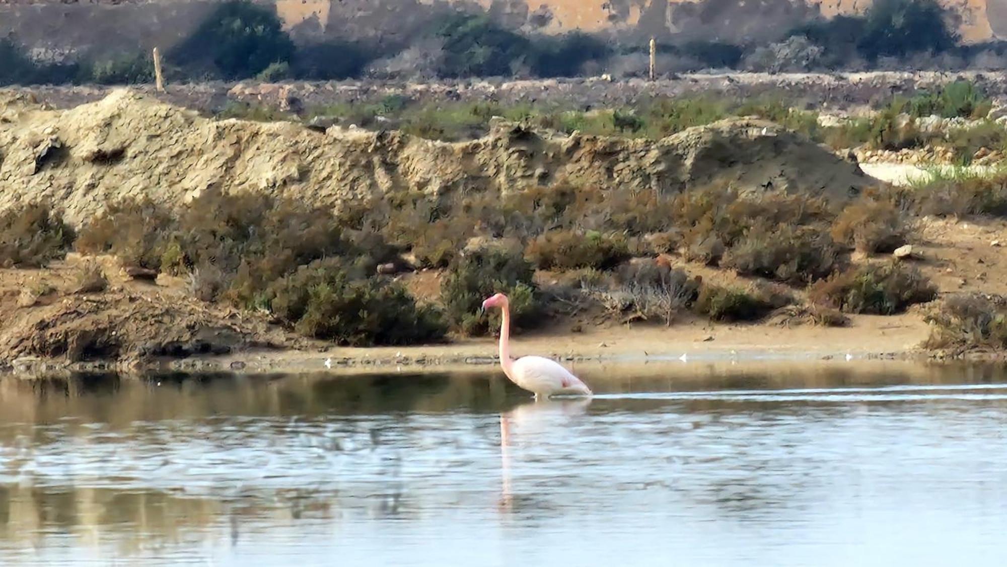 Flamingos View Apartment In Cabo De Gata El Pozo del Cabo 外观 照片